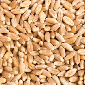 Organic Farro Wheat Whole Grain Dry Food 838054978 2125x1416